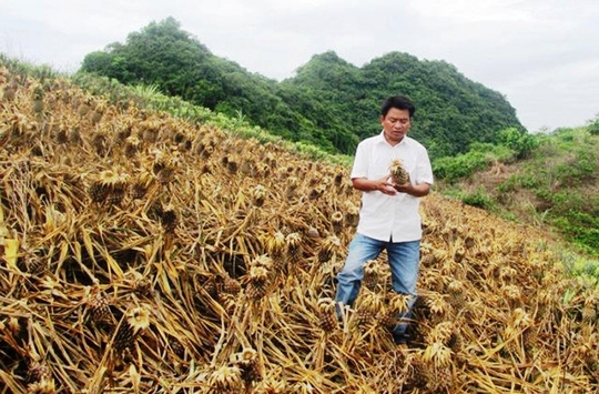 Đau đớn nhìn 8 sào trái thơm đến kỳ thu hoạch bị hủy hoại