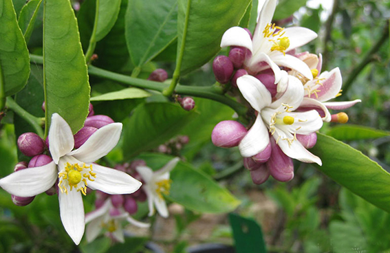 Hoa chanh níu chút quê mùa
