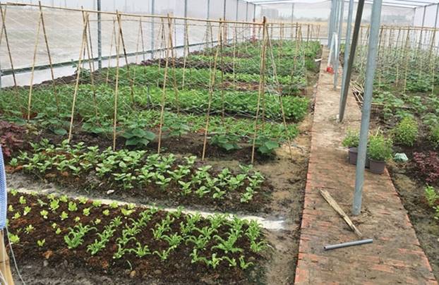 eGarden - Công nghệ ''trồng rau sạch'' thời @