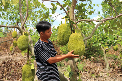 Độc đáo trong nghề 'săn mít' chín cây