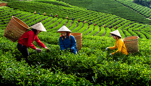 Vùng nguyên liệu: Đẩy mạnh phát triển chè Phú Thọ