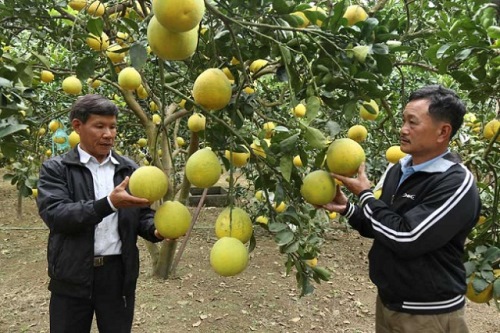Hòa Bình: Nâng tầm thương hiệu cho bưởi Yên Thủy