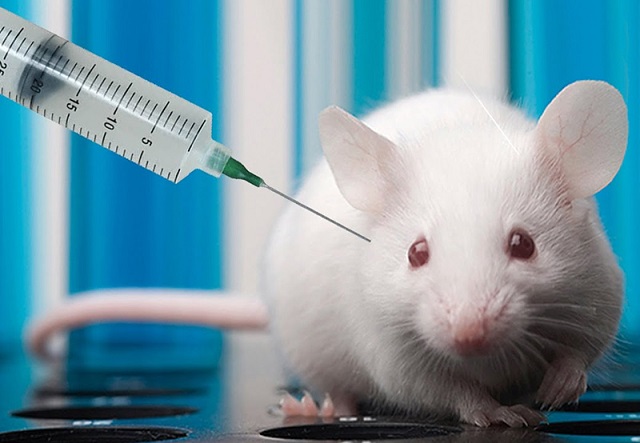 Việt Nam tiêm thử nghiệm vắc-xin phòng Covid-19 trên chuột
