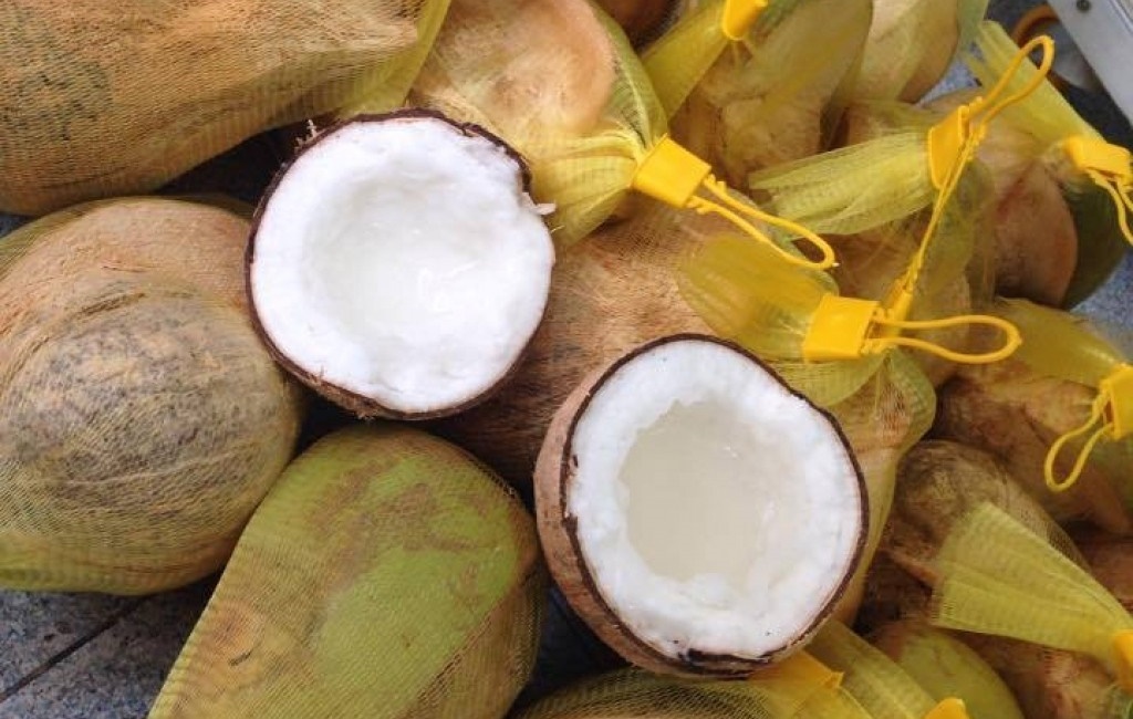 Dừa sáp Cầu Kè được chứng nhận VietGAP