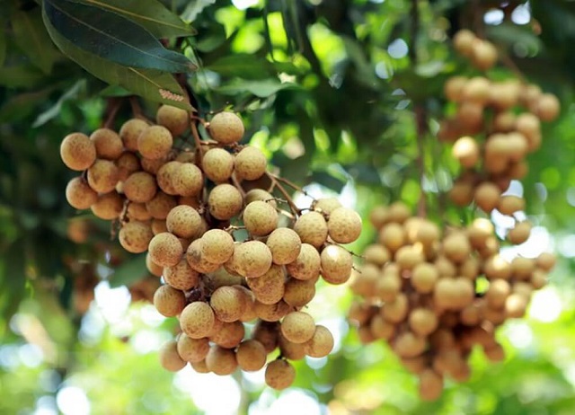 Cần Thơ: Trồng nhãn Ido đạt chuẩn VietGAP, có mã vùng trồng