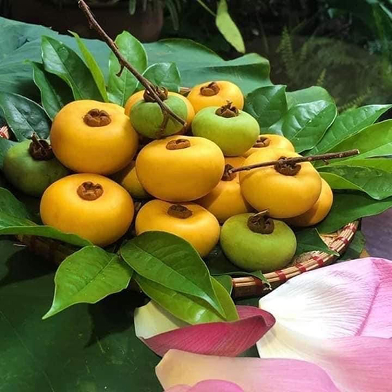 Mùa thị vàng