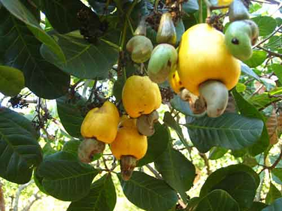 Điều thơm nỗi nhớ gọi về