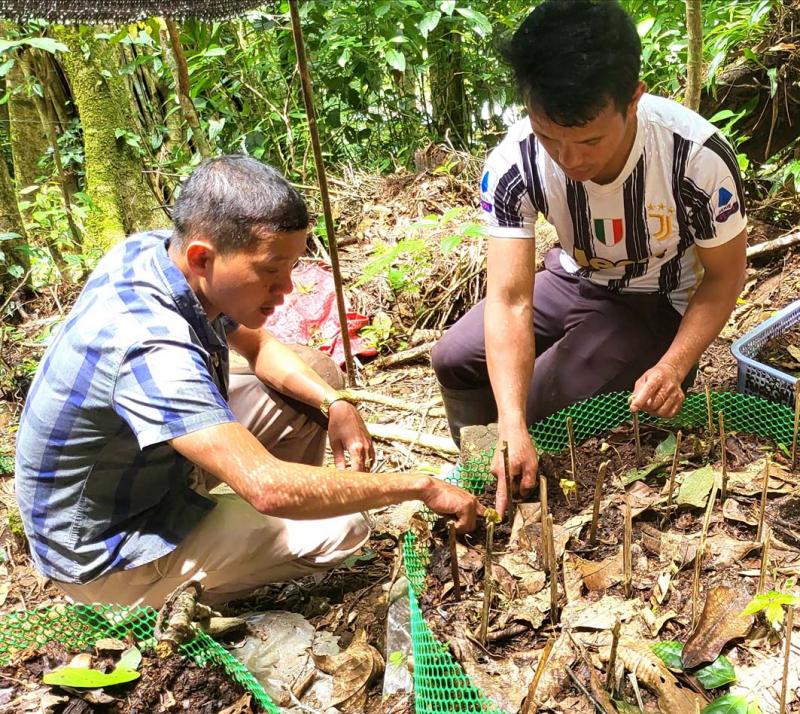 Kon Tum hỗ trợ người dân trồng sâm Ngọc Linh bị thiệt hại