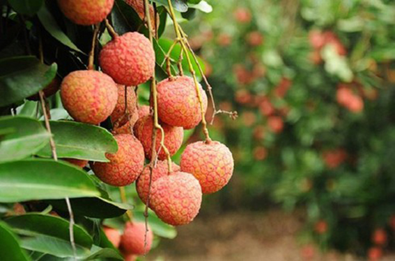 Nắng từ quê ngoại
