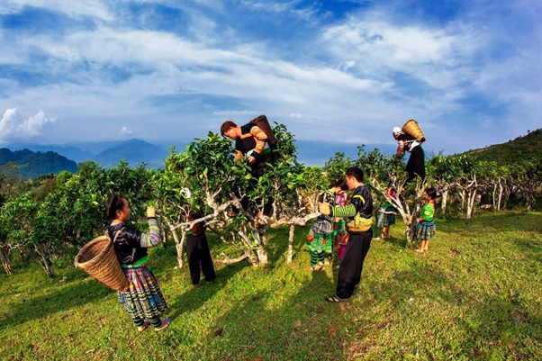 Những tiềm năng vẫn còn bỏ ngỏ tại ''miền đất hứa'' Nghĩa Lộ