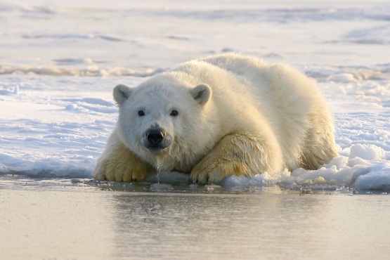 Biến đổi khí hậu: Gấu Bắc Cực có nguy cơ tuyệt chủng vào cuối thế kỷ 21