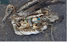Phương pháp kiểm soát tác hại của rác thải nhựa nhằm bảo vệ nguồn lợi tài nguyên môi trường biển và hải đảo