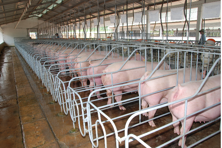 Phó Thủ tướng Lê Văn Thành: Các bộ, ngành nghiên cứu phản ánh liên quan đến vấn đề xuất khẩu thịt lợn