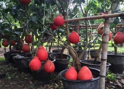 Gìn giữ, phát triển giống bưởi Tiến Vua